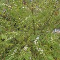 Callicarpa dichotoma 'Albibacca'